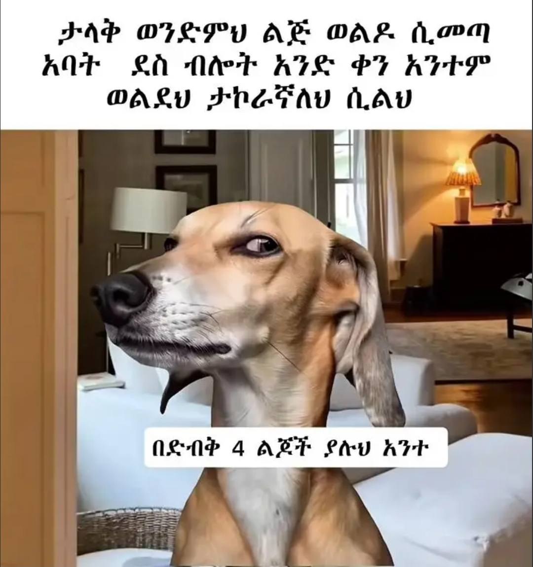 a dog with a funny face and a capt